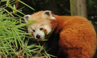 Red Pandas